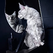 Youmi participe au concours pour gagner de l'argent avec cette photo : cat, mirror, reflection, gray_cat, fluffy_fur, black_background, black_surface, bottle, indoor, curious, pet, animal, whiskers, ears, feline, sitting, looking, closeup, portrait, dark