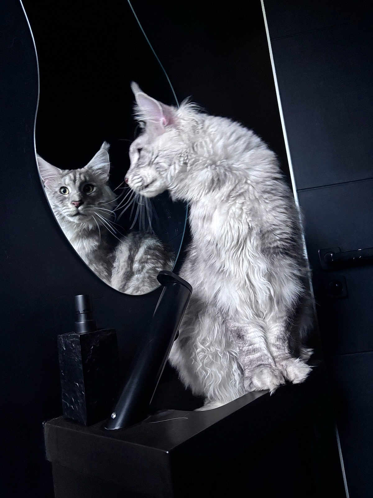 Youmi participe au concours pour gagner de l'argent avec cette photo : cat, mirror, reflection, gray_cat, fluffy_fur, black_background, black_surface, bottle, indoor, curious, pet, animal, whiskers, ears, feline, sitting, looking, closeup, portrait, dark