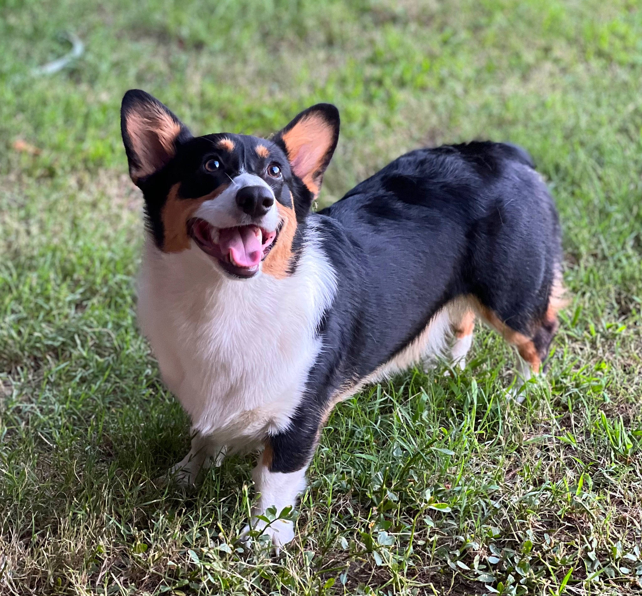 Doobie joined the competition — help win amazing prizes! canidae, carnivore, collar, companion_dog, dog, dog_breed, fawn, grass, herding_dog, non_sporting_group, plant, puppy, sporting_group, tail, terrestrial_animal, terrier, toy_dog, whiskers, working_animal, working_dog