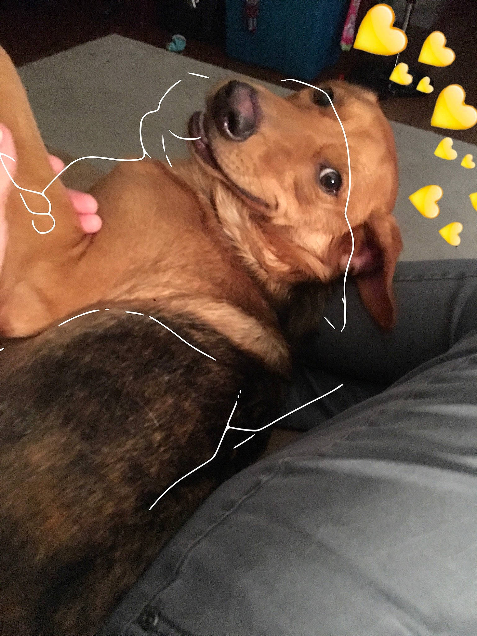 Reese is registered to the contest to win money with this photo: canidae, carnivore, companion_dog, dog, dog_breed, fawn, glasses, snout, sporting_group