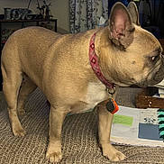 Tuesday joined the competition — help win amazing prizes! dog, french_bulldog, pet, indoor, collar, tan_color, couch, furniture, book, table, tag, curious, standing, paw, ears, domestic_animal, mammal, companion_animal, home, decor