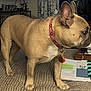 dog, french_bulldog, pet, indoor, collar, tan_color, couch, furniture, book, table, tag, curious, standing, paw, ears, domestic_animal, mammal, companion_animal, home, decor