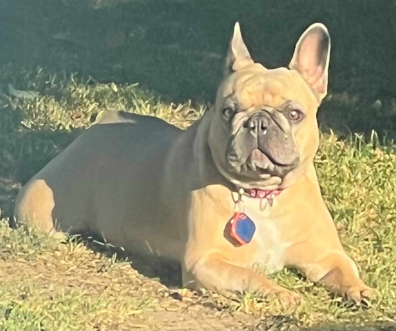 Tuesday is registered to the contest to win money with this photo: dog, french_bulldog, grass, outdoor, sunlight, pet, collar, animal, mammal, canine, resting, tag, nature, summer, cute, portrait, ears, face, lying_down, daytime
