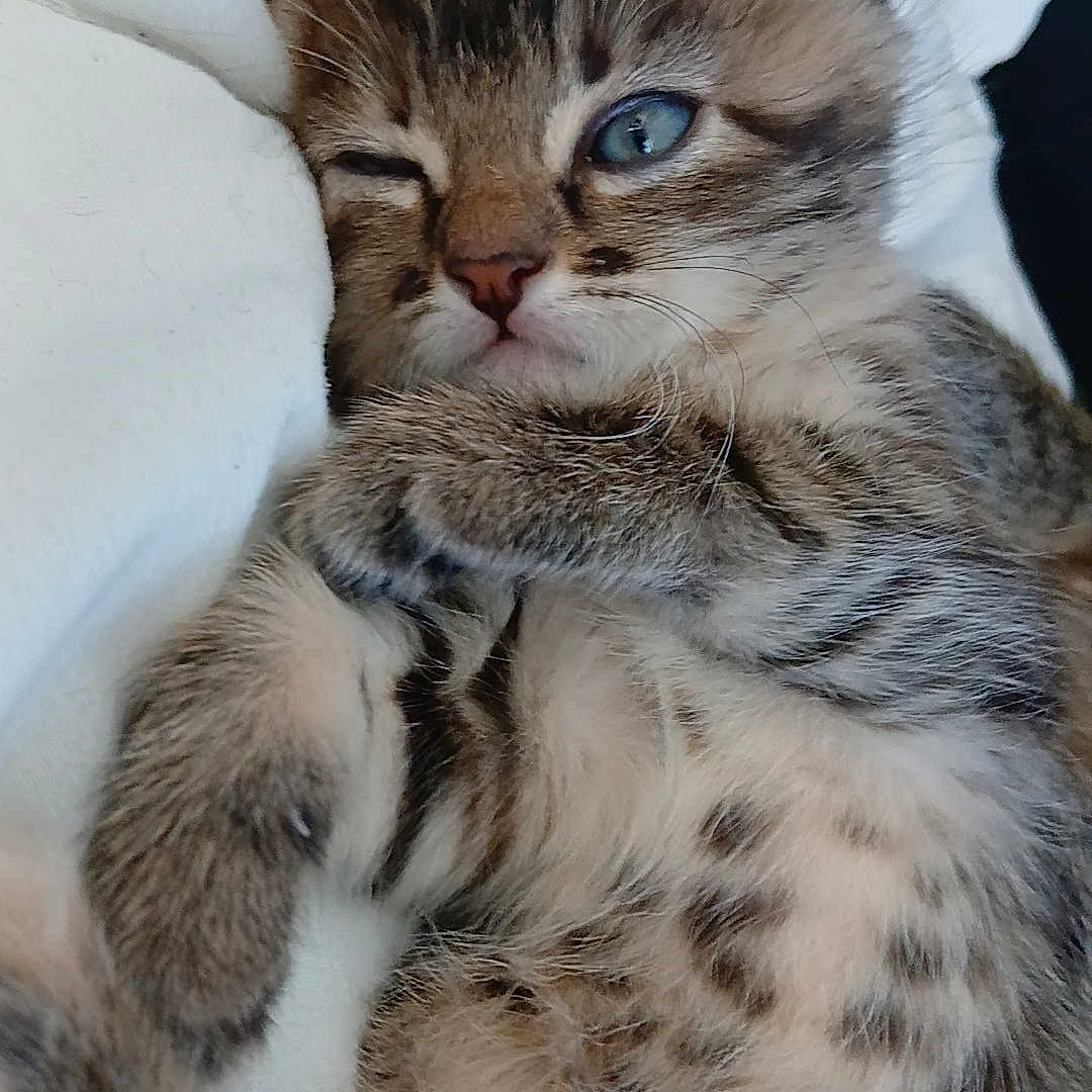 Loucheuse participe au concours pour gagner de l'argent avec cette photo : adorable, bedding, blanket, blue_eyes, cat, close_up, cuddly, cute, fur, indoor, kitten, paws, pet, portrait, resting, sleepy, small_animal, spotted_belly, tabby, whiskers