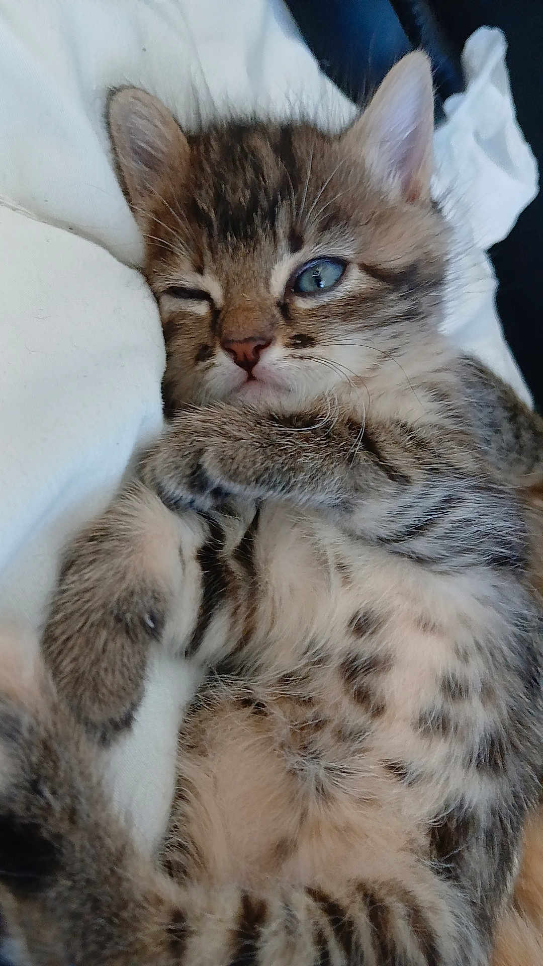 Loucheuse participe au concours pour gagner de l'argent avec cette photo : kitten, cat, tabby, pet, fur, whiskers, paws, sleepy, blue_eyes, spotted_belly, close_up, portrait, indoor, blanket, bedding, cute, adorable, small_animal, resting, cuddly