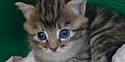 Loucheuse participe au concours pour gagner de l'argent avec cette photo : kitten, cat, tabby, blue_eyes, fur, whiskers, ears, paw, blanket, bedding, cute, small, close_up, portrait, pet, animal, indoor, green_background, resting, cuddly