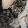 kitten, cat, tabby_cat, baby_animal, blue_eyes, whiskers, fur, blanket, cozy, snuggled, sleepy, cute, domestic_cat, close_up, resting, soft_texture, pet, sibling, portrait, nap