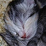 animal, bedding, cat, close_up, closed_eyes, cozy, cute, fur, kitten, macro, muzzle, newborn, nose, pet, pink_nose, sleeping, small, snout, whiskers, wood_shavings