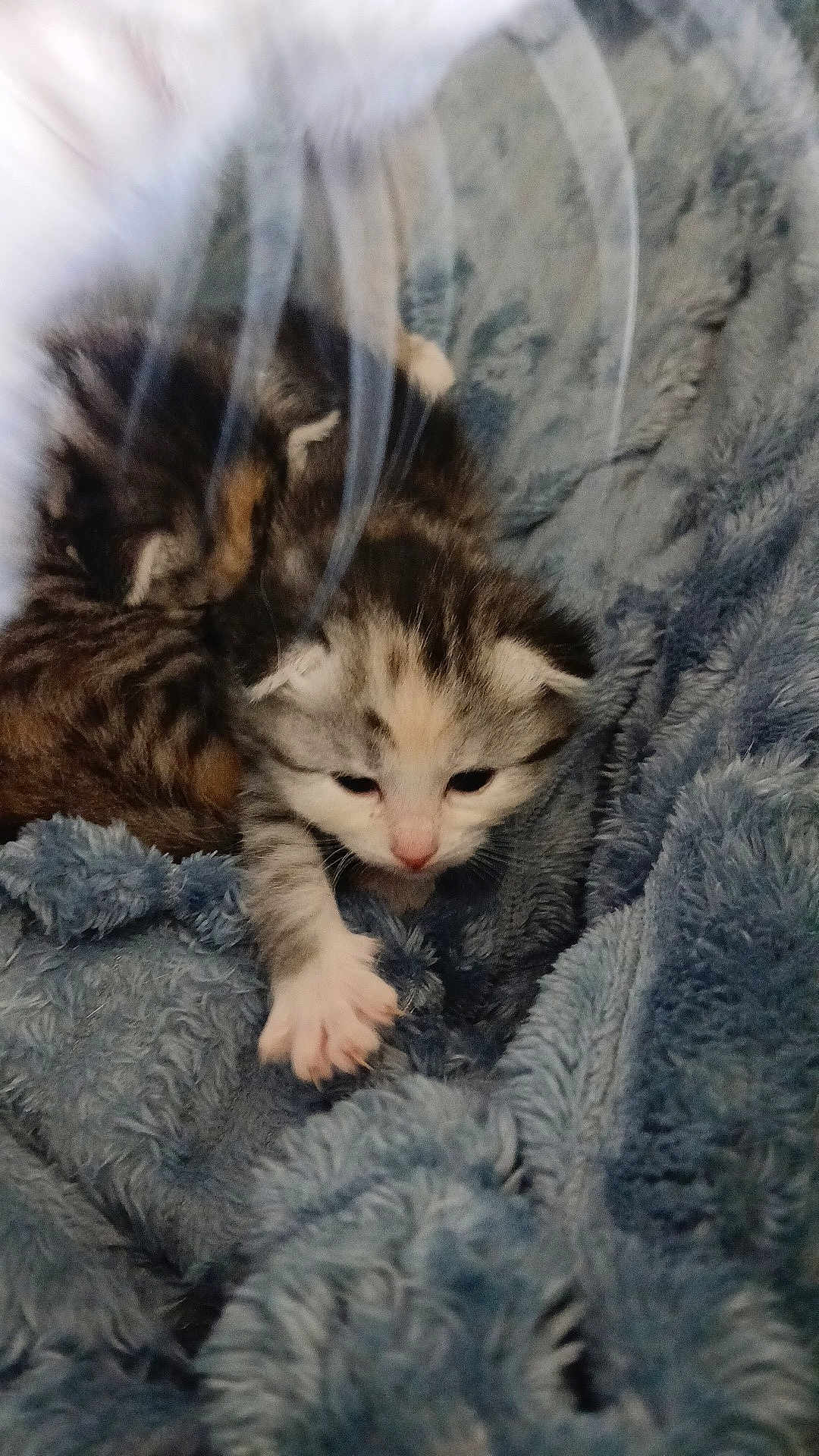 Roussette participe au concours pour gagner de l'argent avec cette photo : kitten, cat, feline, paw, blanket, fur, cozy, sleepy, newborn, cute, whiskers, bedding, indoor, close_up, portrait, small_animal, snuggle, soft_texture, sibling, curled_up