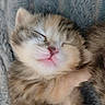 animal, blanket, cat, close_up, cozy, cute, domestic_cat, eyelids_closed, face, fur, kitten, nap, paw, pet, pink_nose, portrait, sleeping, soft_texture, tiny, whiskers