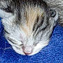 Roussette a rejoint le concours — aidez-le/la à gagner de superbes lots ! kitten, newborn_kitten, sleeping, close_up, fur, whiskers, nose, closed_eyes, tabby, tiny, cozy, blue_blanket, bedding, pet, animal, mammal, snout, soft_texture, portrait, peaceful
