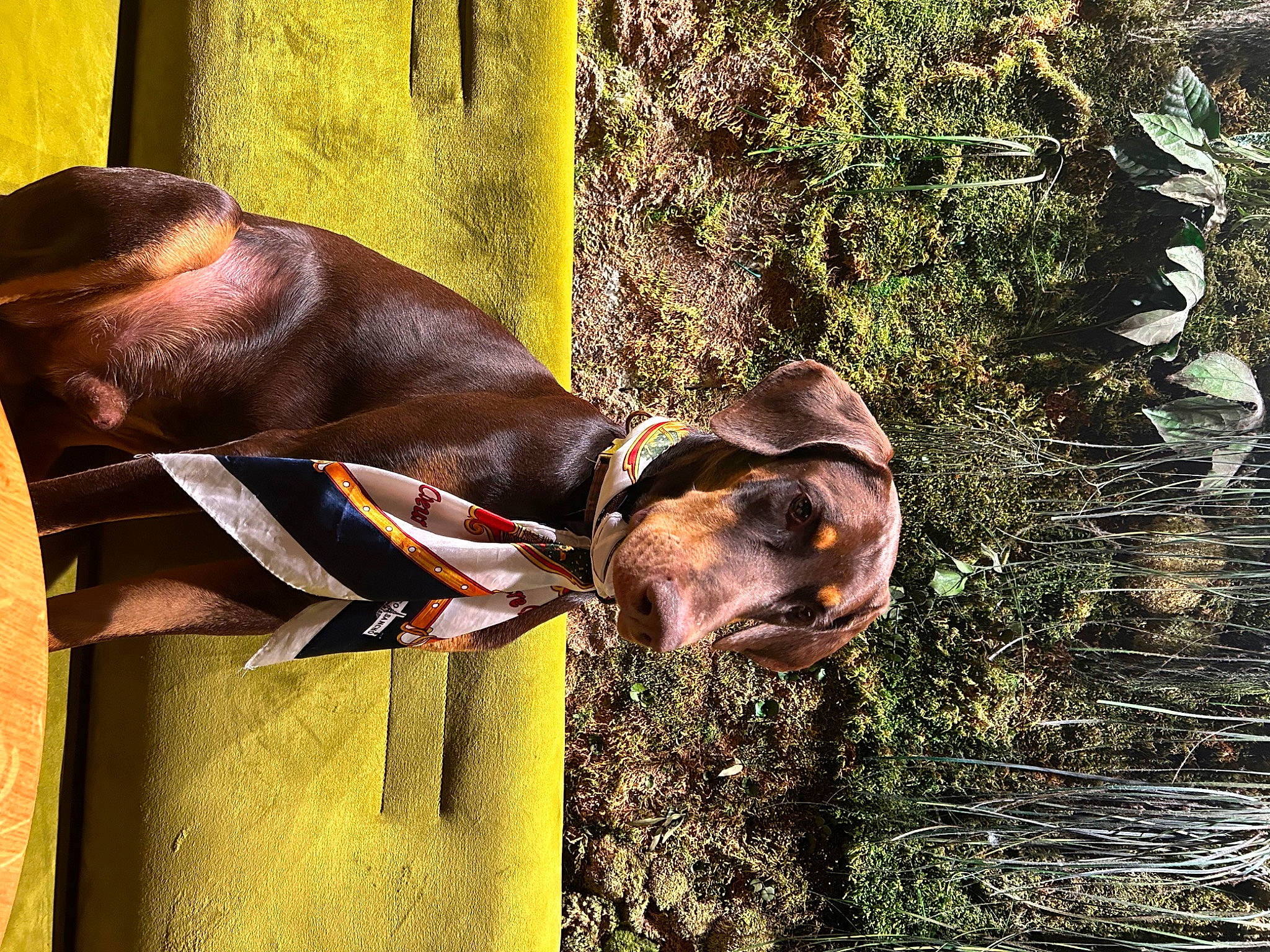 Kenya a rejoint le concours — aidez-le/la à gagner de superbes lots ! biting, canidae, carnivore, collar, companion_dog, dog, dog_breed, dog_collar, dog_supply, fawn, grass, hunting_dog, liver, pet_supply, plant, snout, sporting_group, terrestrial_animal, working_animal, working_dog