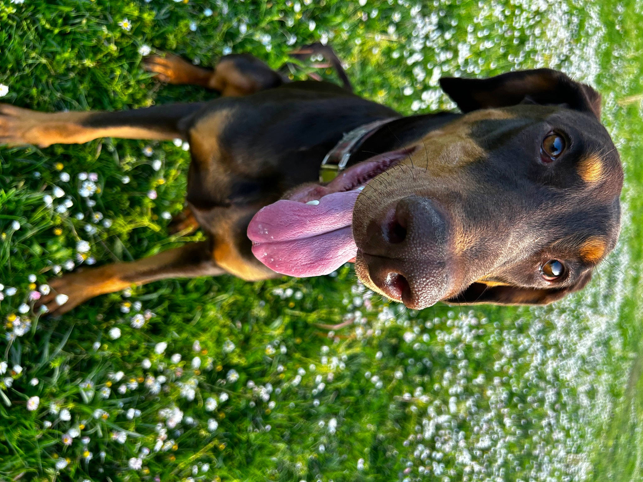 Kenya a rejoint le concours — aidez-le/la à gagner de superbes lots ! canidae, carnivore, collar, companion_dog, dog, dog_breed, dog_collar, dog_supply, fawn, grass, guard_dog, hunting_dog, liver, pet_supply, plant, snout, sporting_group, terrestrial_animal, working_animal, working_dog