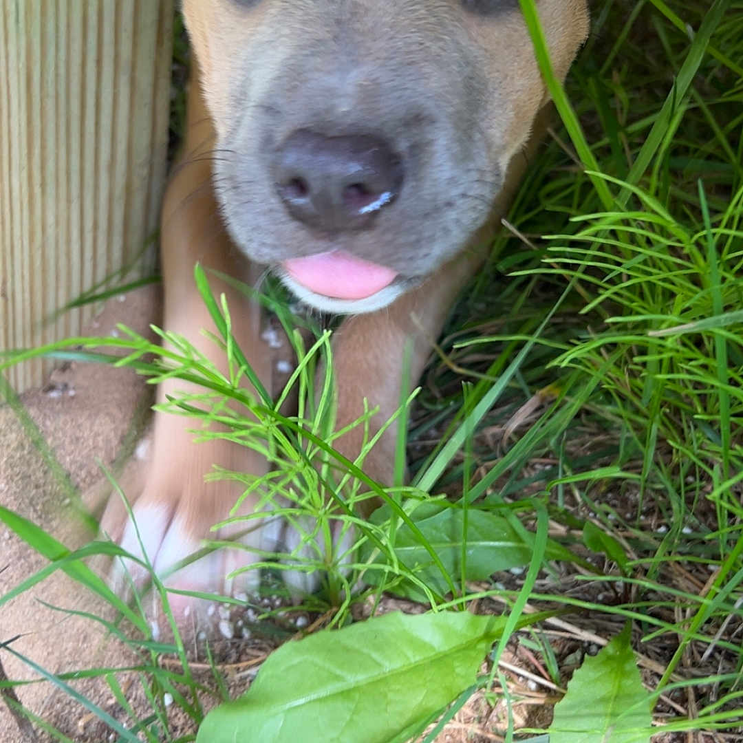 Sadie joined the competition — help win amazing prizes! animal, close_up, curious, cute, dog, ears, eyes, grass, greenery, ground, nature, outdoor, paws, pet, playful, puppy, snout, tongue_out, wood, young_dog