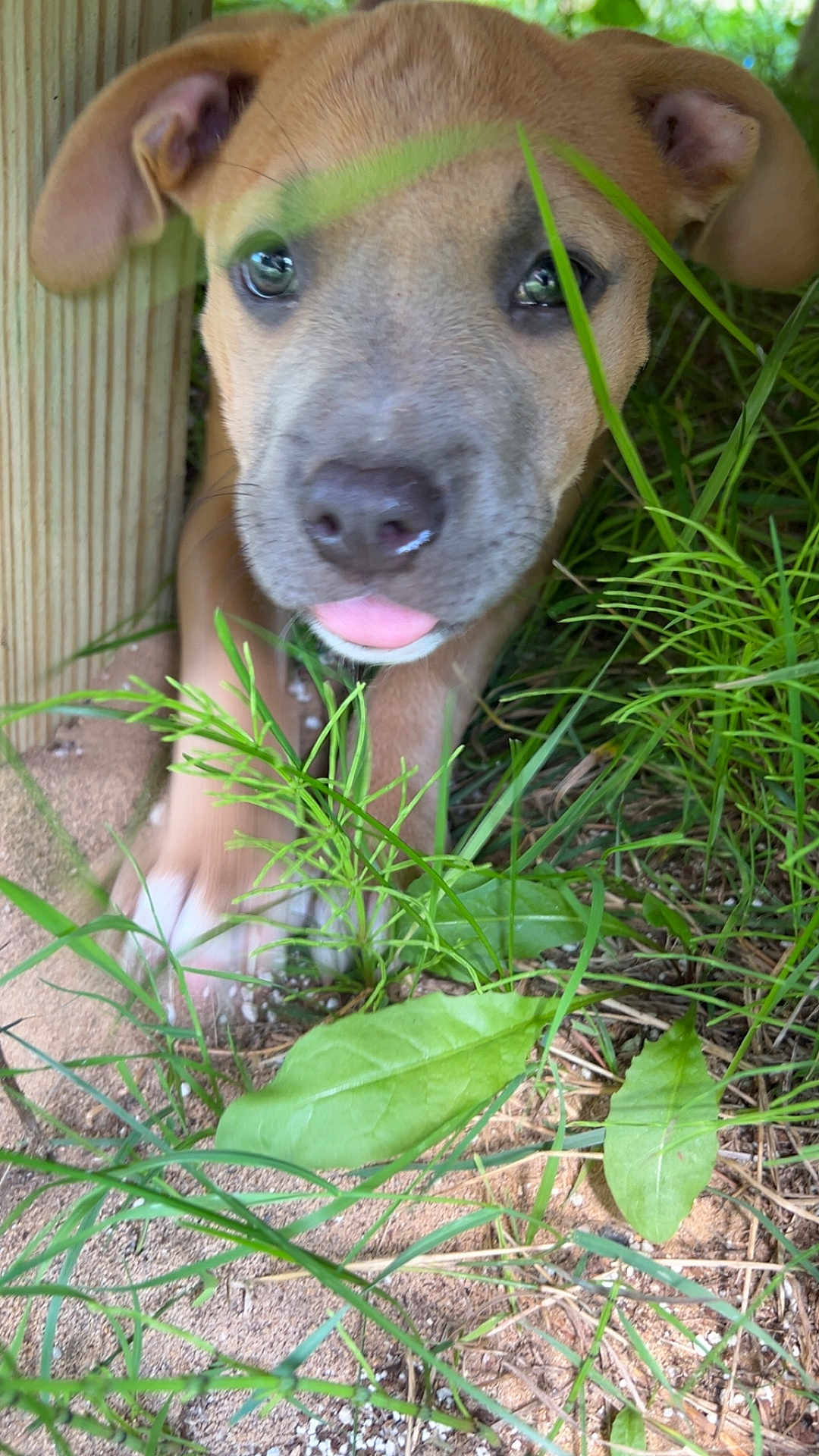 Sadie joined the competition — help win amazing prizes! puppy, dog, grass, greenery, outdoor, close_up, tongue_out, curious, playful, wood, nature, young_dog, animal, pet, cute, ears, snout, eyes, paws, ground