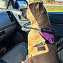 Sadie is registered to the contest to win money with this photo: dog, car, dog_harness, leather_seat, side_mirror, window, sunlight, shadow, outdoor, greenery, tree, house, road, daytime, pet, animal, brown_fur, sitting, calm, interior