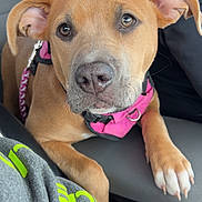 Sadie joined the competition — help win amazing prizes! dog, puppy, pink_hat, pink_harness, car_seat, pet, close_up, brown_dog, cute, animal, pet_accessory, indoors, leash, ears, snout, paw, seat, furry, pet_portrait, canine