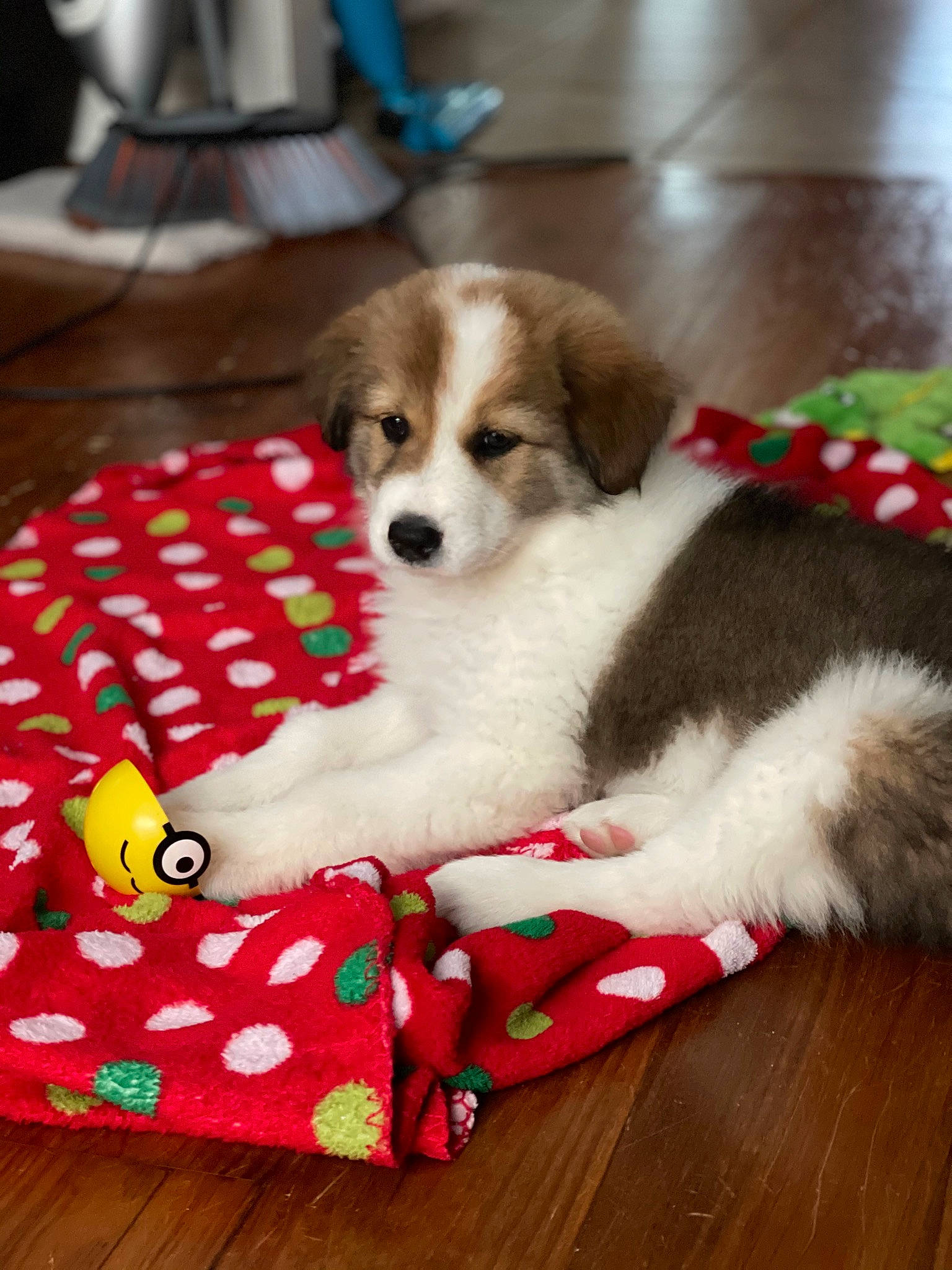 Blade is registered to the contest to win money with this photo: canidae, carnivore, chair, companion_dog, couch, dog, dog_bed, dog_breed, dog_clothes, dog_supply, fashion_accessory, flooring, fur, pattern, paw, pet_supply, plaid, sporting_group, toy_dog, working_animal