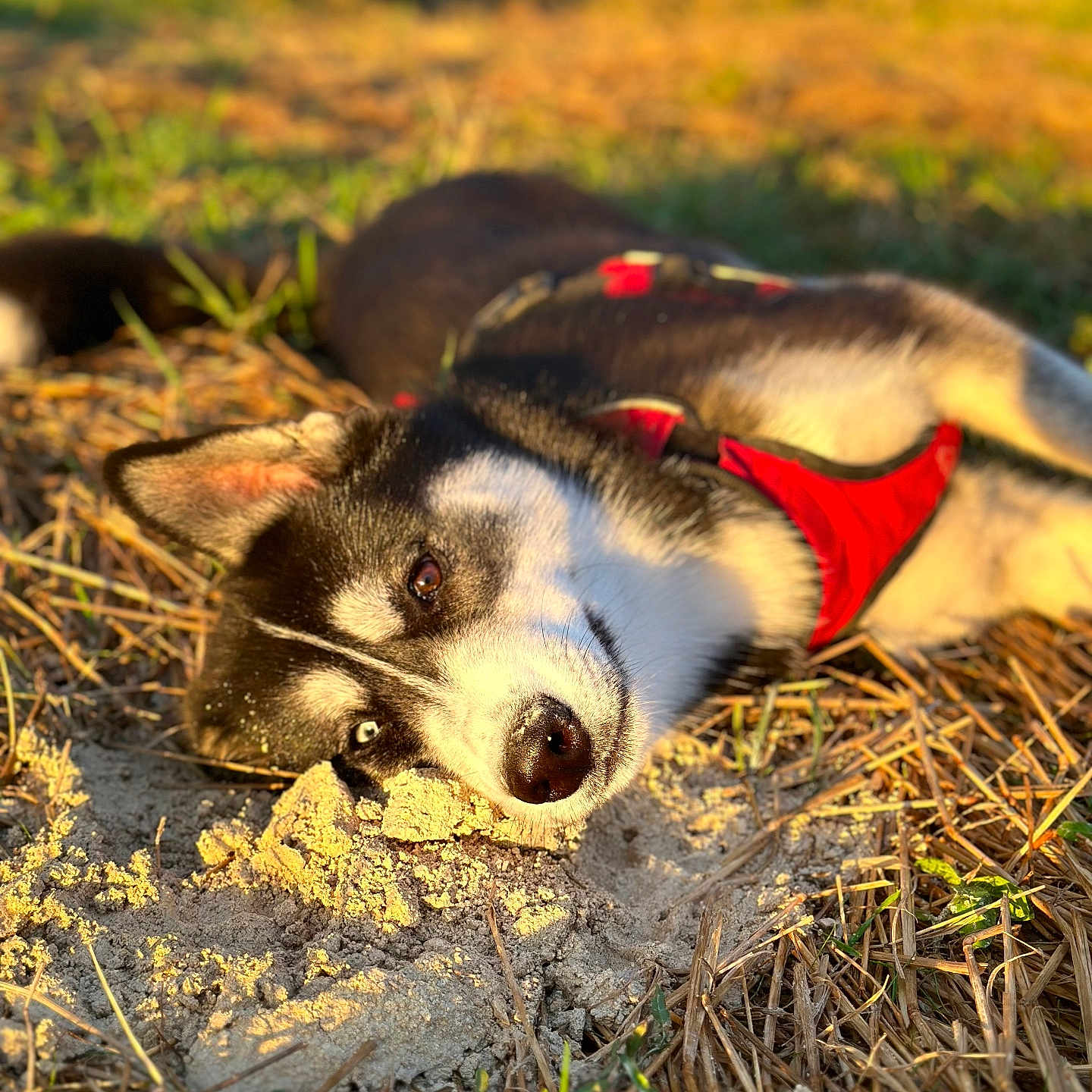 Ulya participe au concours pour gagner de l'argent avec cette photo : animal, ball, canine, dog, eskimodog, field, grass, grassland, hound, husky, nature, outdoors, pet, plant, puppy, rock, soil, sport, tennis, vegetation