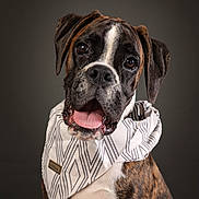 Harley a rejoint le concours — aidez-le/la à gagner de superbes lots ! dog, boxer, brindle, portrait, bandana, fashion, tongue, outdoor, studio, canine, pet, animal, brown, black, white, close_up, serious, adorable, wearing_clothing, professional_photography