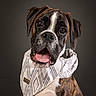 dog, boxer, brindle, portrait, bandana, fashion, tongue, outdoor, studio, canine, pet, animal, brown, black, white, close_up, serious, adorable, wearing_clothing, professional_photography