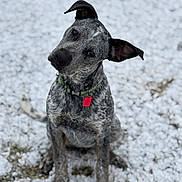 Bo is registered to the contest to win money with this photo: dog, animal, pet, outdoor, snow, collar, tag, sitting, cute, curious, head_tilt, gray_coat, ears, winter, fur, canine, nature, playful, friendly, portrait