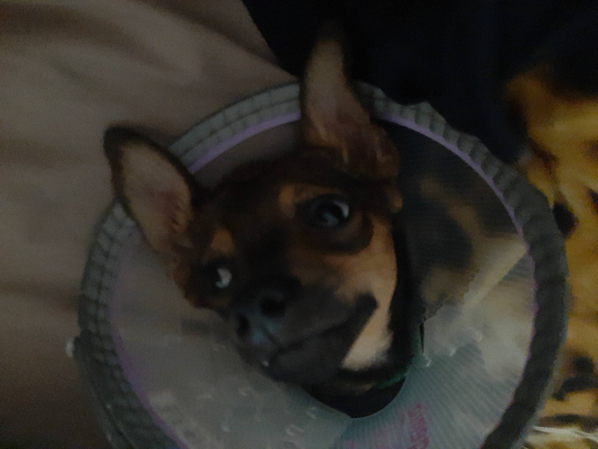 Wayve a rejoint le concours — aidez-le/la à gagner de superbes lots ! canidae, carnivore, companion_dog, darkness, dog, dog_breed, ear, fawn, felidae, fur, german_shepherd_dog, non_sporting_group, paw, snout, sporting_group, terrestrial_animal, toy_dog, whiskers, working_animal