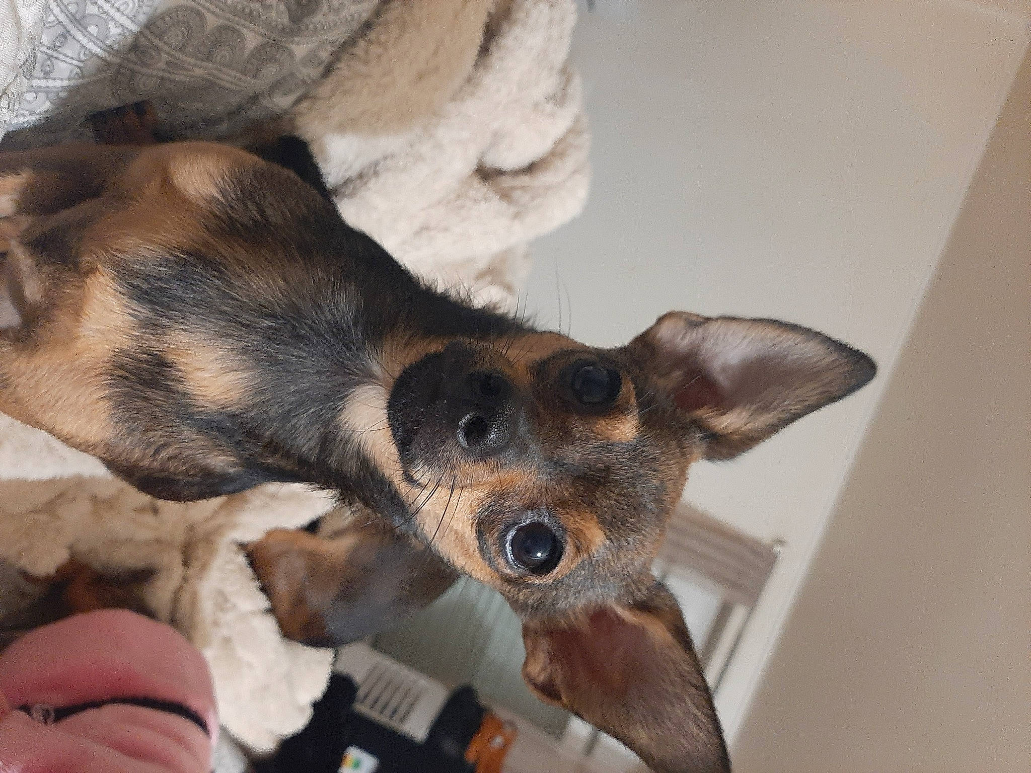 Wayve a rejoint le concours — aidez-le/la à gagner de superbes lots ! canidae, carnivore, companion_dog, dog, dog_breed, ear, fawn, fur, paw, puppy, snout, sporting_group, terrestrial_animal, toy_dog, whiskers, working_animal