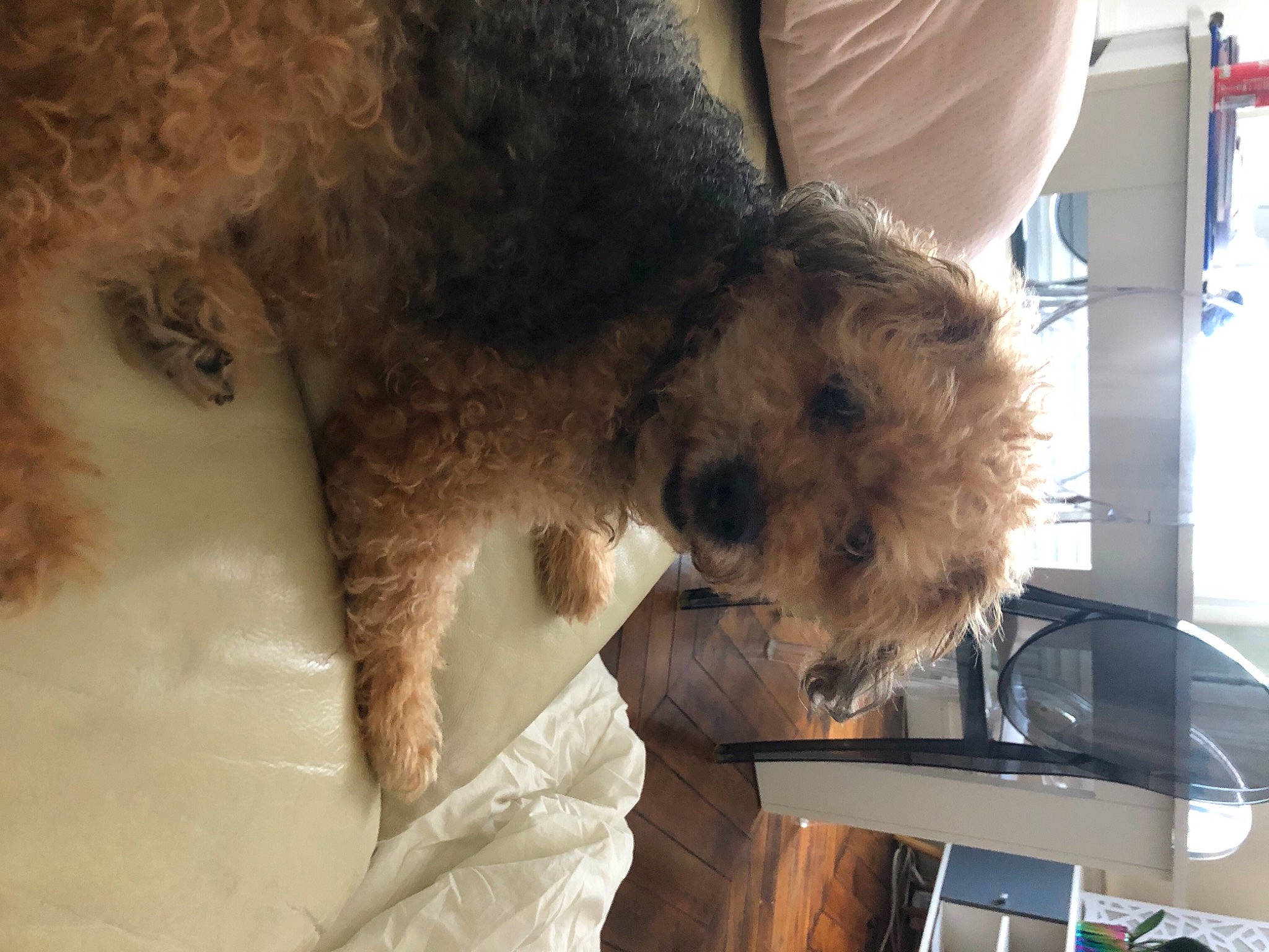 Kittie participe au concours pour gagner de l'argent avec cette photo : canidae, carnivore, cockapoo, comfort, companion_dog, dog, dog_breed, dog_supply, fur, labradoodle, maltepoo, non_sporting_group, poodle, poodle_crossbreed, small_terrier, snout, sporting_group, terrier, toy_dog, water_dog