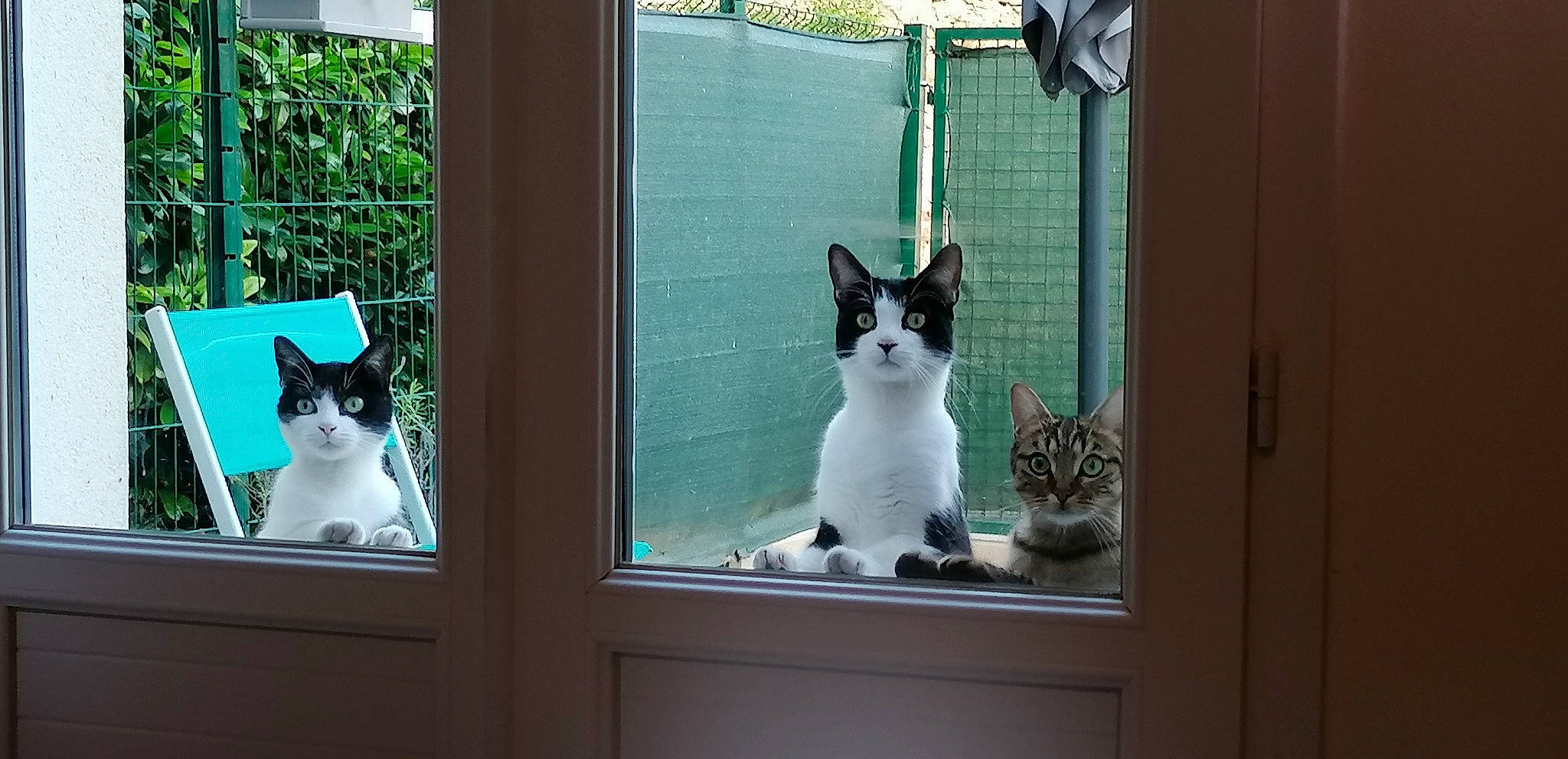 Bounty Et Kitty participe au concours pour gagner de l'argent avec cette photo : art, carnivore, cat, domestic_short_haired_cat, door, felidae, fur, green, grey, mammal, room, small_to_medium_sized_cats, snout, tail, textile, vertebrate, whiskers, window, window_covering, wood