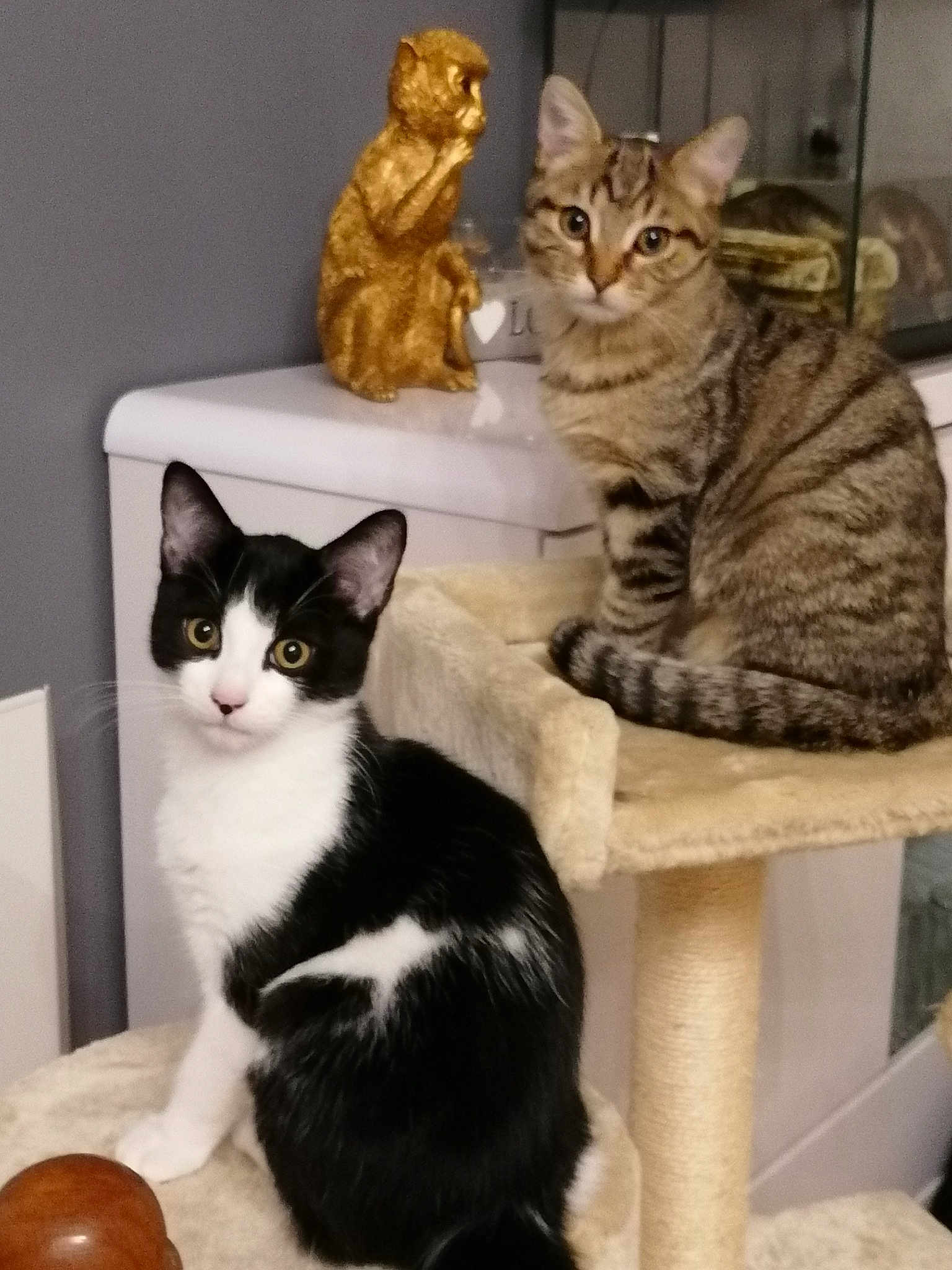Bounty Et Kitty
