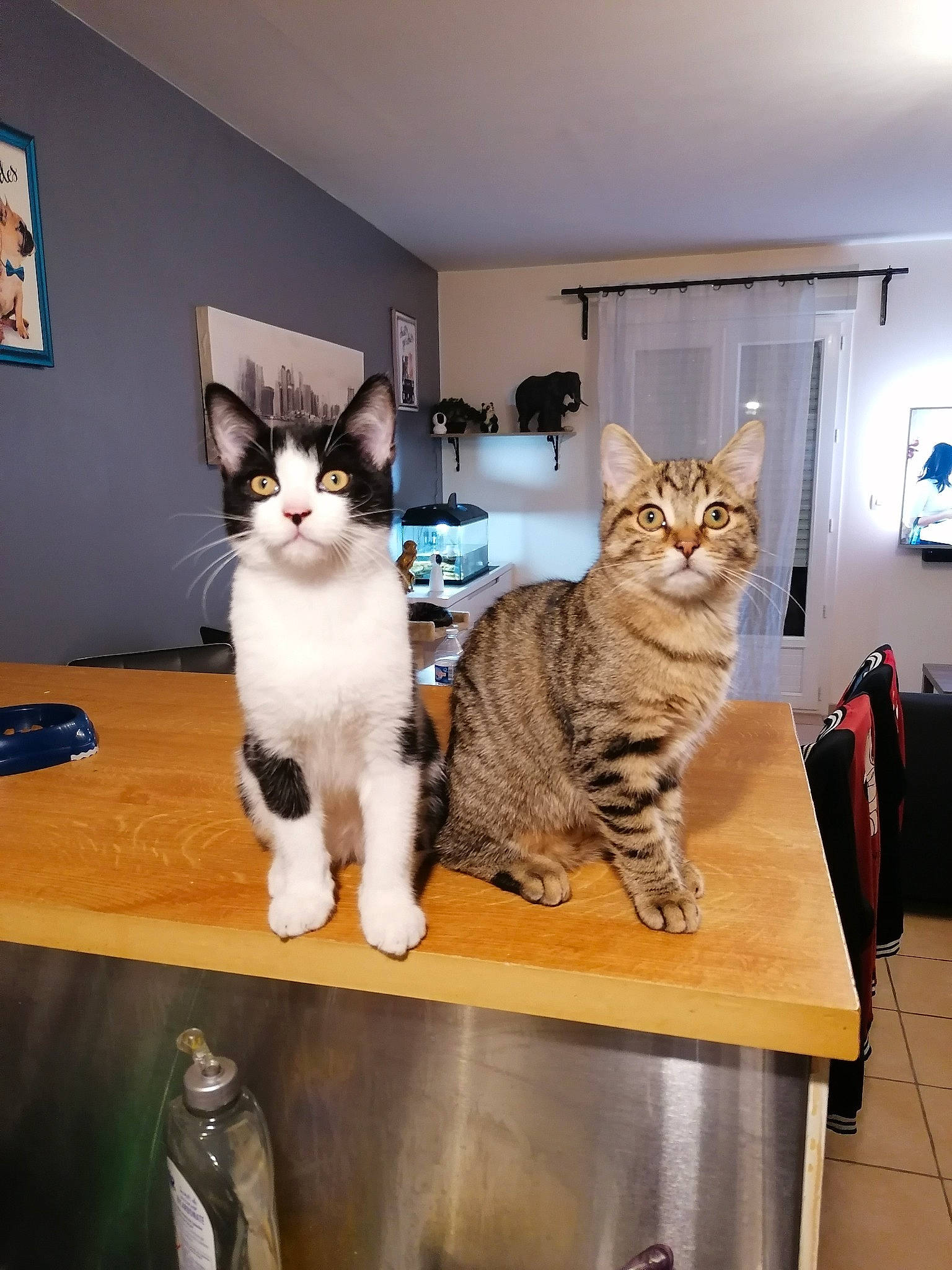Bounty Et Kitty a rejoint le concours — aidez-le/la à gagner de superbes lots ! carnivore, cat, chair, comfort, domestic_short_haired_cat, drawer, felidae, flooring, fur, furniture, hardwood, picture_frame, room, shelf, shelving, small_to_medium_sized_cats, table, tail, whiskers, wood
