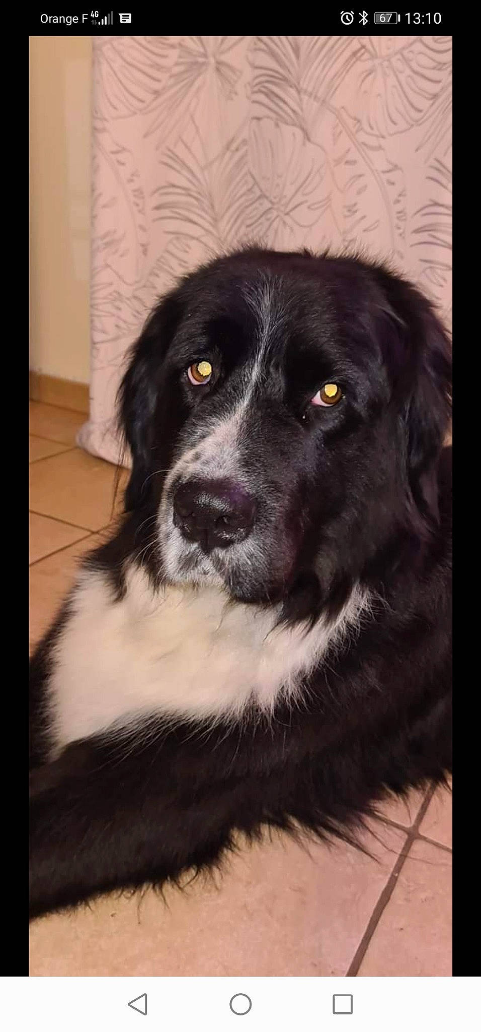 Nala participe au concours pour gagner de l'argent avec cette photo : australian_collie, borador, border_collie, canidae, carnivore, companion_dog, dog, dog_breed, fur, gun_dog, herding_dog, snout, sporting_group, terrestrial_animal, whiskers, working_animal, working_dog