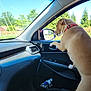 Princess Henderson is registered to the contest to win money with this photo: dog, car, window, side_mirror, red_collar, seat, water_bottle, door_handle, interior, sunlight, trees, road, fence, pet, animal, curious, daytime, vehicle, passenger_seat, nature