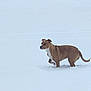 Princess Henderson is registered to the contest to win money with this photo: dog, snow, outdoor, winter, animal, pet, brown, white, brick_wall, walking, cold, fur, canine, nature, daylight, alone, quiet, landscape, mammal, playful