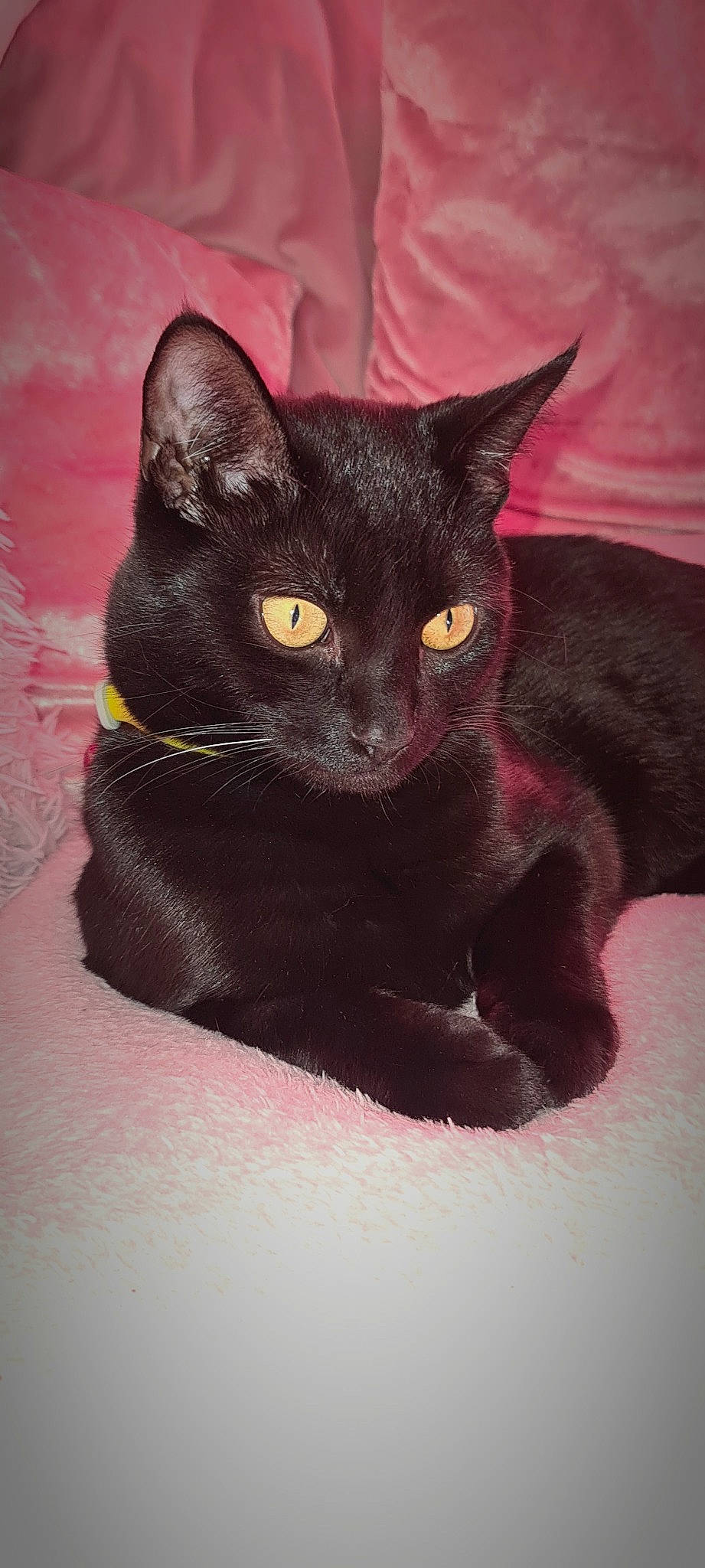 Jaxson is registered to the contest to win money with this photo: black_cat, bombay, carnivore, cat, domestic_short_haired_cat, electric_blue, felidae, fur, small_to_medium_sized_cats, snout, terrestrial_animal, whiskers