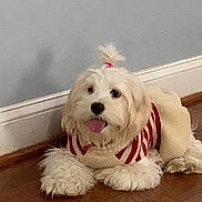 Luna is registered to the contest to win money with this photo: dog, white_dog, small_dog, long_hair, pet, indoor, wooden_floor, wall, baseboard, outlet, red_and_white_sweater, topknot, tongue_out, cute, fluffy, resting, happy, companion, animal, domestic_animal