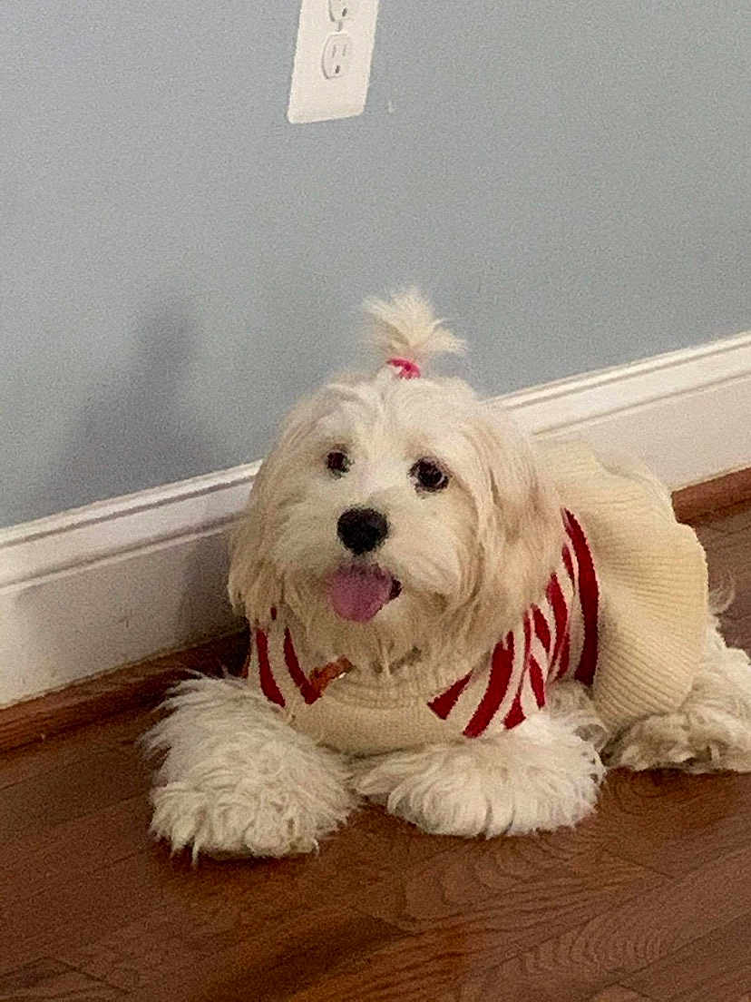 Luna is registered to the contest to win money with this photo: dog, white_dog, small_dog, long_hair, pet, indoor, wooden_floor, wall, baseboard, outlet, red_and_white_sweater, topknot, tongue_out, cute, fluffy, resting, happy, companion, animal, domestic_animal