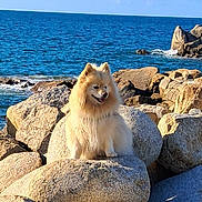 Cookie a rejoint le concours — aidez-le/la à gagner de superbes lots ! animal, canine, coast, daylight, dog, fluffy_dog, landscape, nature, ocean, outdoor, pet, rocks, rocky_shore, scenic, seascape, sitting, sky, sunlight, water, waves
