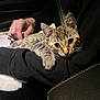 cat, kitten, tabby, pet, lap, cuddling, car_interior, seatbelt, hand, arm, fur, whiskers, eyes, blanket, clothing, portrait, close_up, night, cozy, travel