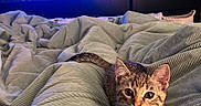 Cleo joined the competition — help win amazing prizes! animal, bed, blanket, cat, comforter, cozy, cute, dresser, eyes, fur, furniture, indoor, kitten, looking_at_camera, pet, room, television, tv, tv_screen, whiskers