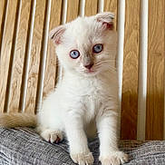 Nala participe au concours pour gagner de l'argent avec cette photo : kitten, cat, blue_eyes, white_fur, cute, pet, animal, feline, sitting, indoor, wooden_background, cushion, soft, young, small, adorable, fur, whiskers, paws, curious