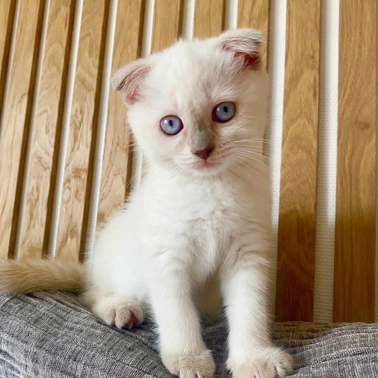 Nala participe au concours pour gagner de l'argent avec cette photo : adorable, animal, blue_eyes, cat, curious, cushion, cute, feline, fur, indoor, kitten, paws, pet, sitting, small, soft, whiskers, white_fur, wooden_background, young