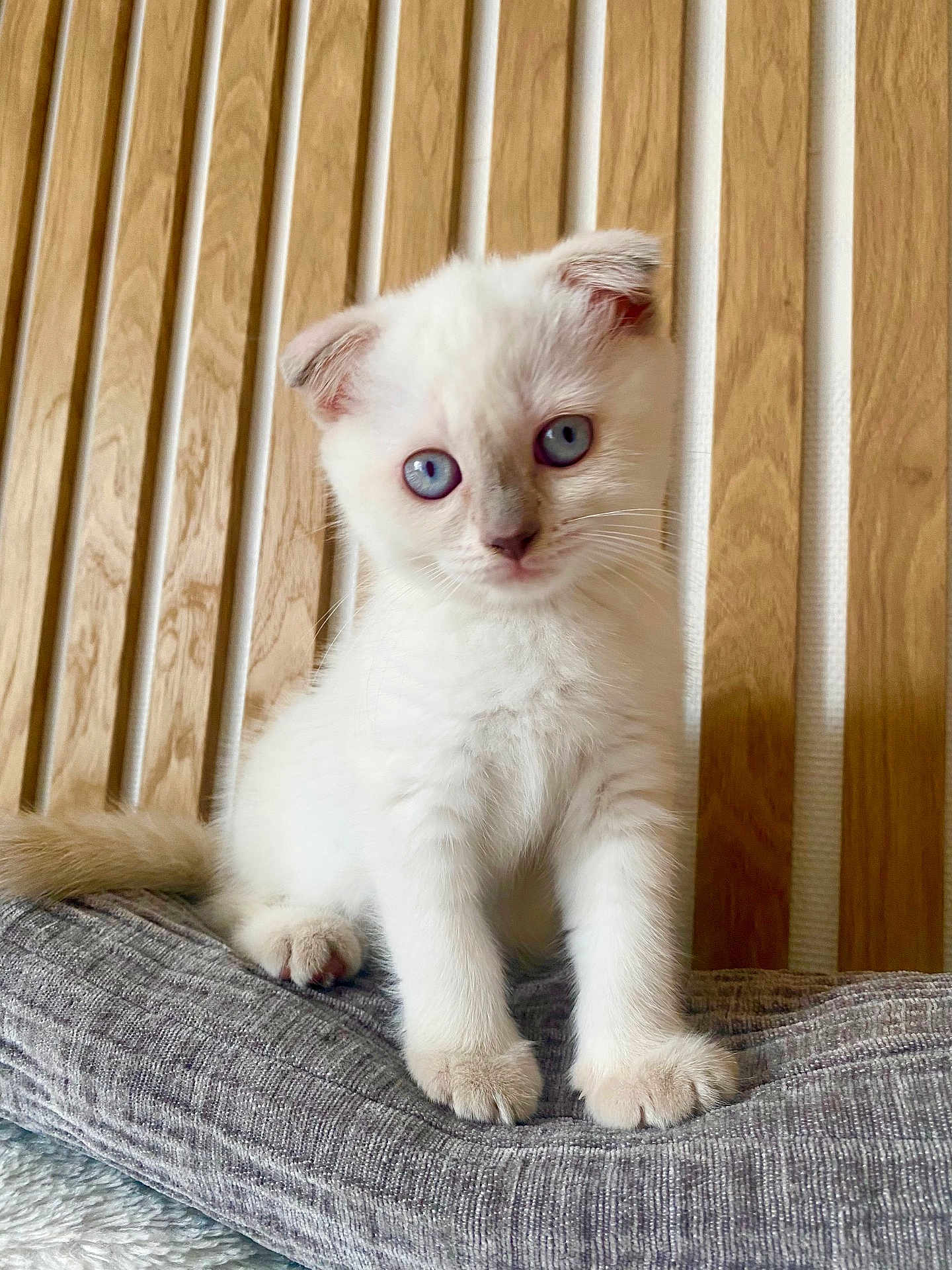 Nala