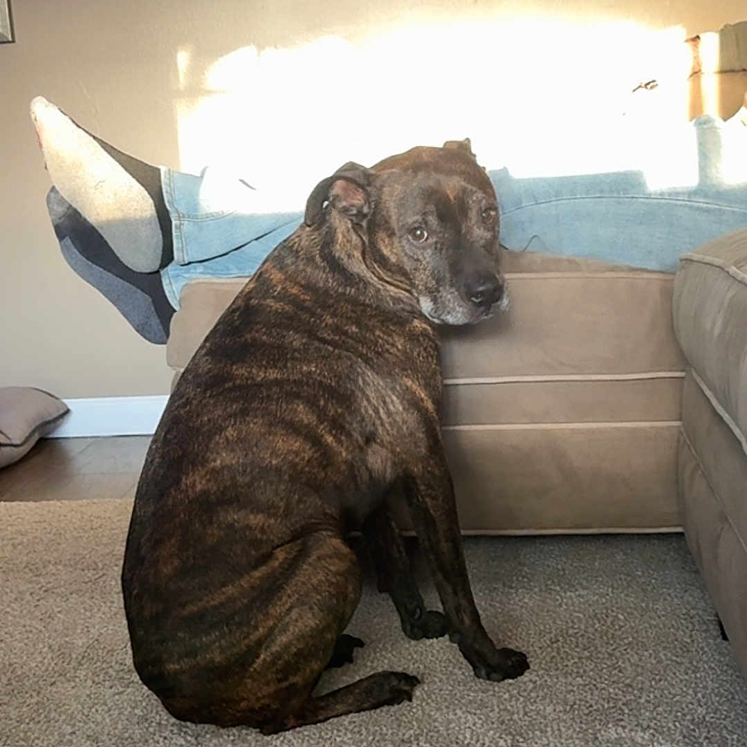 Hunter is registered to the contest to win money with this photo: adult, animal, architecture, building, bulldog, canine, clothing, couch, dog, footwear, furniture, indoors, interiordesign, livingroom, male, man, pet, room, shoe, wood
