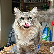 Annie is registered to the contest to win money with this photo: cat, grey_cat, green_eyes, tongue_out, licking, fur, pet, indoor, table, kitchen, domestic_animal, whiskers, curious, feline, close_up, animal, cute, playful, standing, household