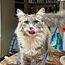 cat, grey_cat, green_eyes, tongue_out, licking, fur, pet, indoor, table, kitchen, domestic_animal, whiskers, curious, feline, close_up, animal, cute, playful, standing, household