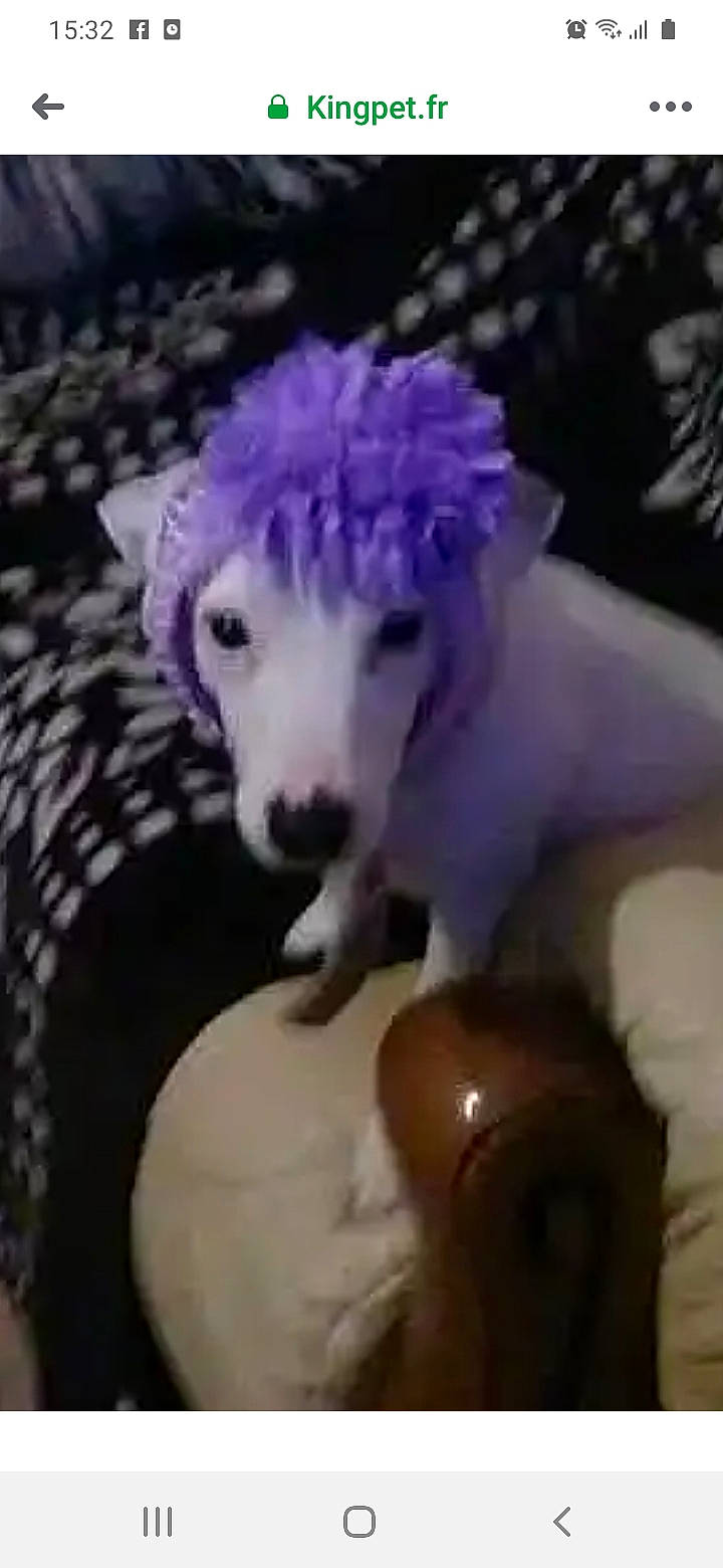 Julia a rejoint le concours — aidez-le/la à gagner de superbes lots ! art, canidae, companion_dog, dog_breed, entertainment, event, fashion_accessory, fawn, feather, fictional_character, fur, grass, magenta, plant, purple, sheep, snout, tail, violet