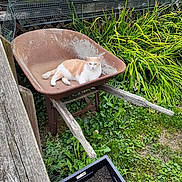 Mr. Snuggles is registered to the contest to win money with this photo: animal, cat, container, daylight, feline, garden, grass, greenery, leaves, nature, outdoor, pet, plants, relaxed, resting, rust, rusty, soil, wheelbarrow, wood