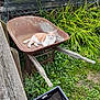 animal, cat, container, daylight, feline, garden, grass, greenery, leaves, nature, outdoor, pet, plants, relaxed, resting, rust, rusty, soil, wheelbarrow, wood